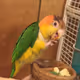 GB_BB