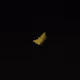 masonworm