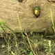 AUMBUG