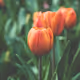 tirexforyou151
