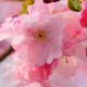 Loveprincess777