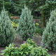Juniper3