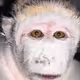 stzoanin