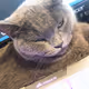 Sukeb
