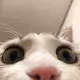 Jorbie