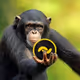 BananoHodler