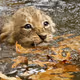 Liminal_Lion