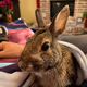TabooRabbits