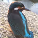 spawnrtacus