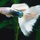 Tropical_Fish_international