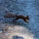 crazySquirrel_