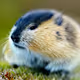 RogueLemming