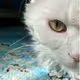 Purrl