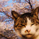 tomo_m