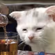 drinking_cat
