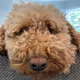 MGRILLZ