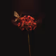 NFT_ORION