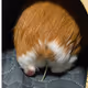 hirobou