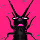 MadCrickets