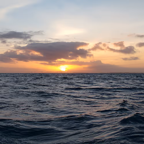 OpenSea banner for @Fisheries