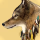 Wolf_S01