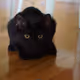 koobcat