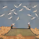 WhiteCrane