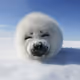 Fluffballz