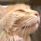 misterwhiskers