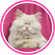 moetblindcat