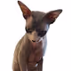 Sphynxx