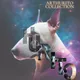 ArthuritoCollections