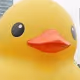 checkduck
