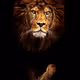 Lionkingcrypto