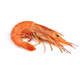 Shrimpzuki555