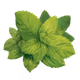 mintydev