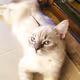 cateryum