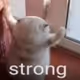 strong_meow