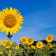 Bouquet_of_sun