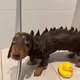 dotKelpy