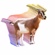 Goatking__