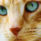 CashCatNFT