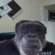 glebmolodec