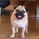 AngusThePug