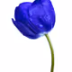 tulipe_bleu