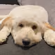 MochaIsTheBestDogUS
