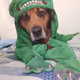 Mocha_the_Mutt