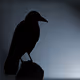 RavenX