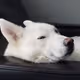 Husky28