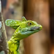 Abstractgekko